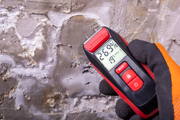 Best Mold Cleaning Services  in Ripley, MS