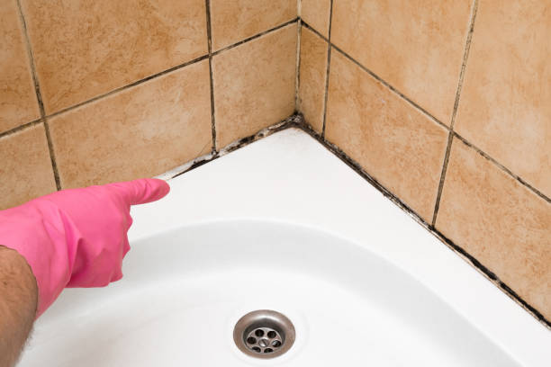 Mold Removal and Inspection in Ripley, MS